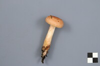 Lactarius vinaceorufescens image